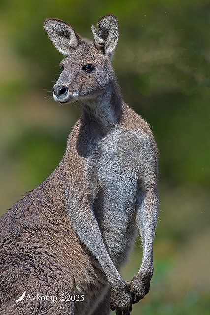 kangaroo 13466