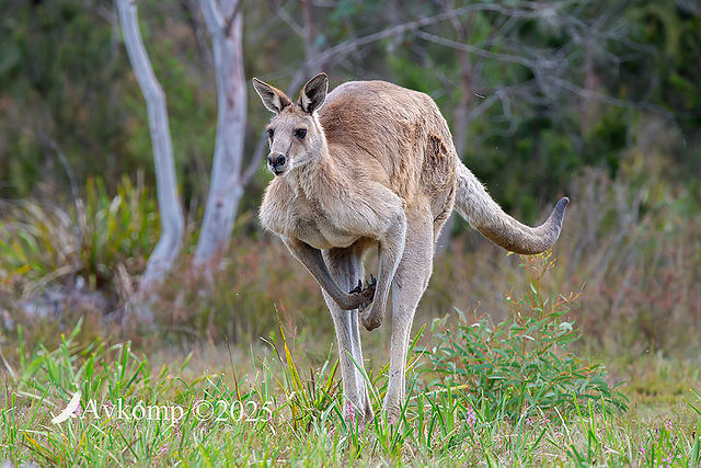 kangaroo 13526