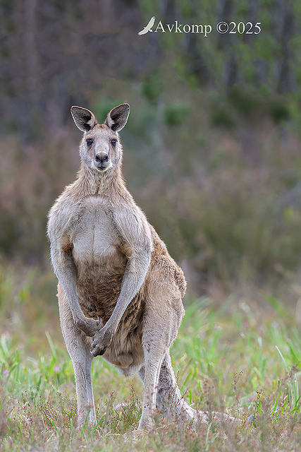 kangaroo 13529