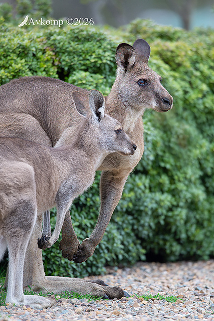 kangaroo 13927