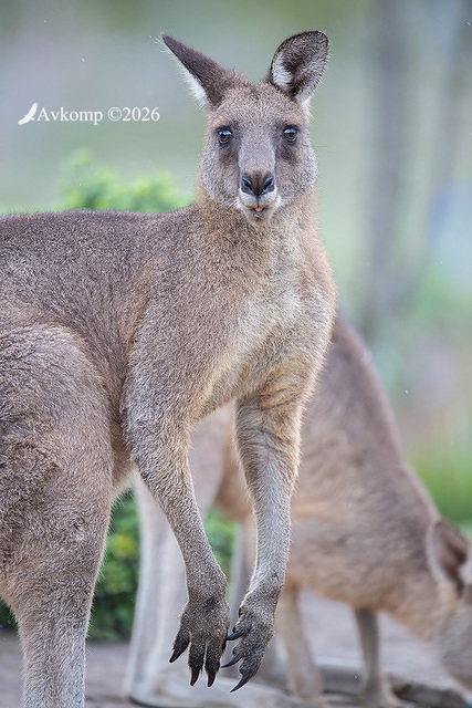 kangaroo 13952