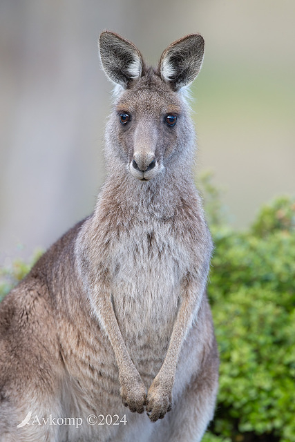 kangaroo 2998