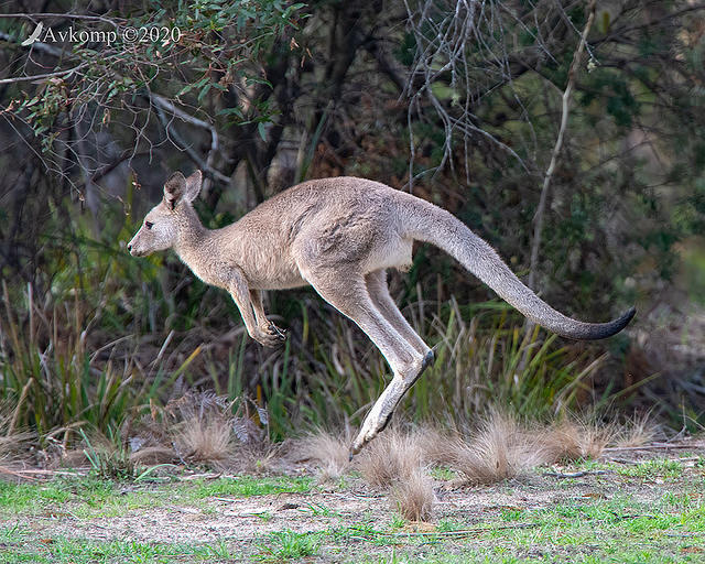 kangaroo 3090