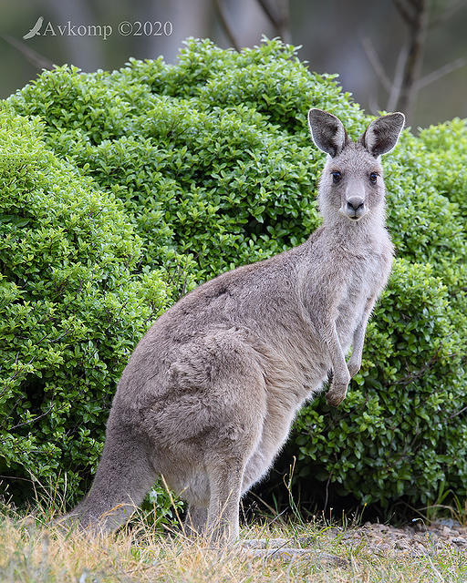 kangaroo 5027