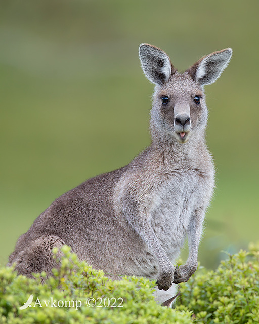 kangaroo 8208