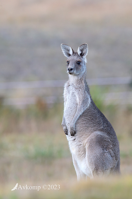 kangaroo 9656