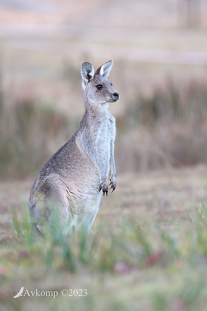 kangaroo 9658