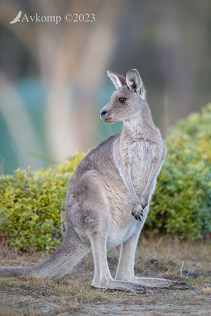 kangaroo 9676