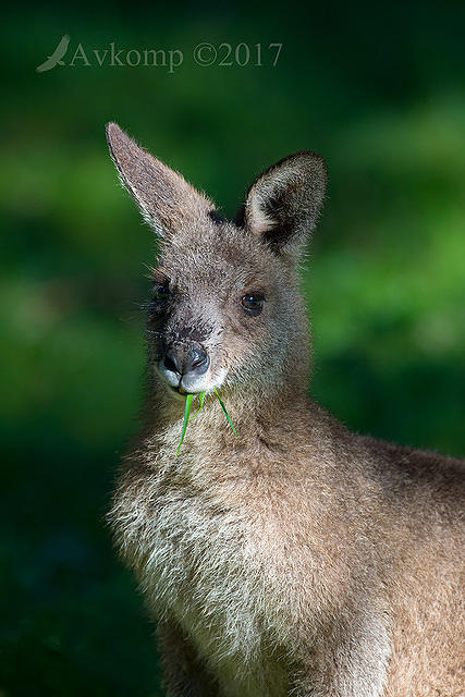 kangaroo13588