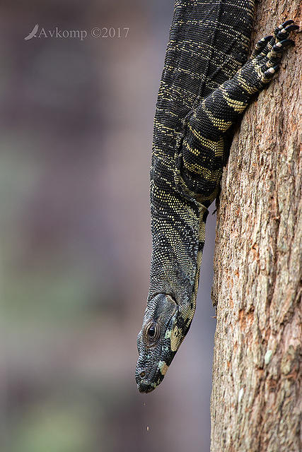 lace monitor 14814