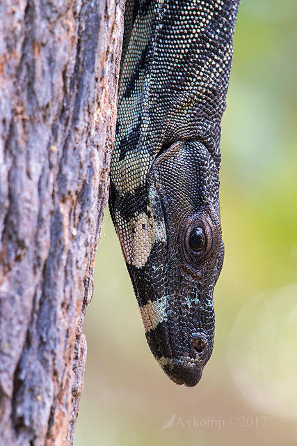 lace monitor 14825