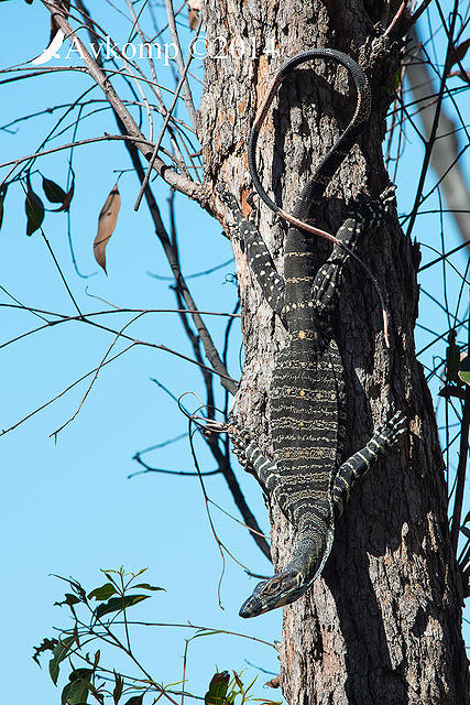 lace monitor 17602