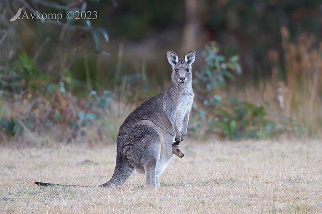 macropods 9832