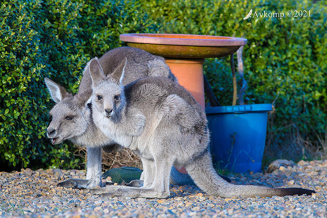 mum and baby roo 5656