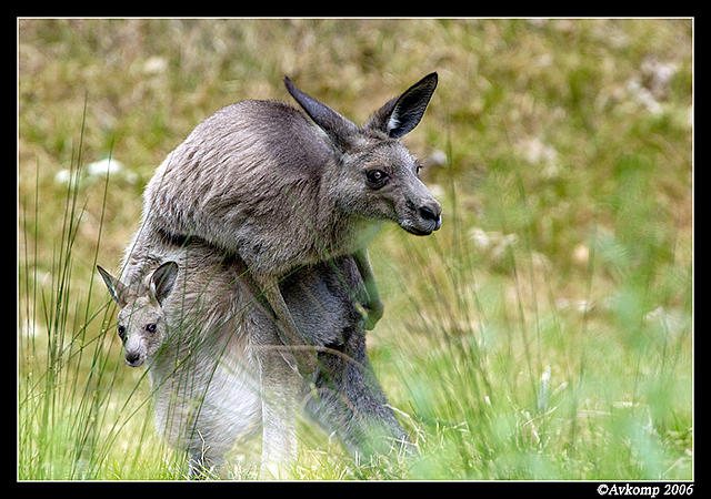 mum and joey 22