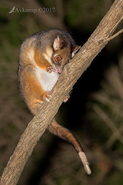 ringtail 0008