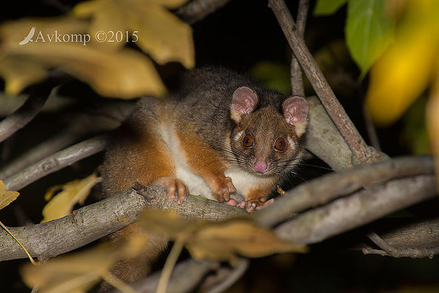 ringtail 0526