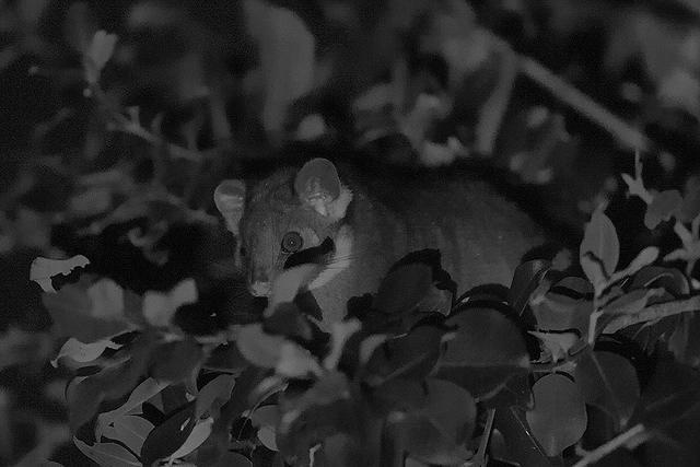 ringtail possum 16502