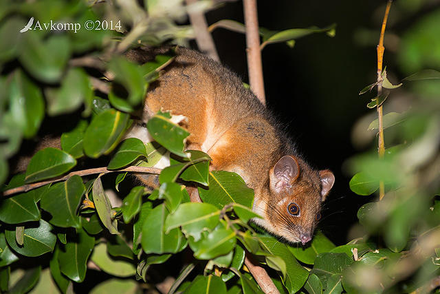 ringtail possum 16512