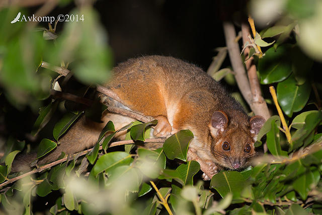 ringtail possum 16513