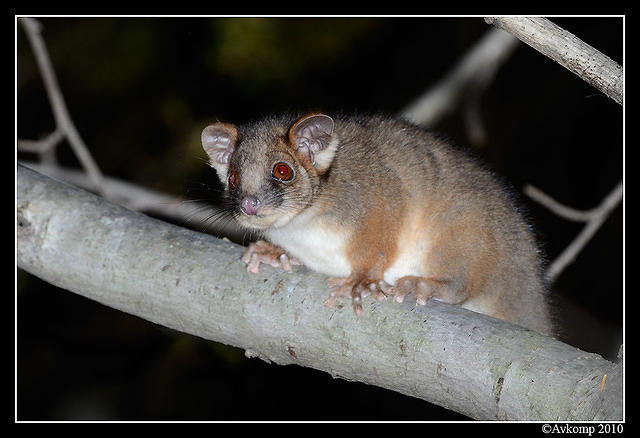 ringtail possum 6380