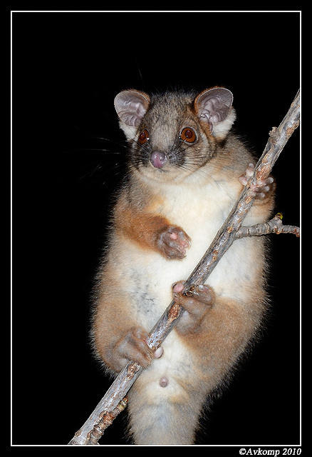 ringtail possum 6381