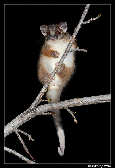 ringtail possum 6382