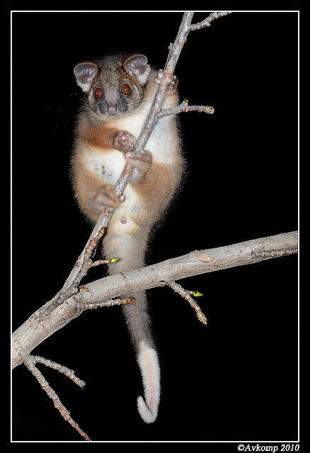 ringtail possum 6383