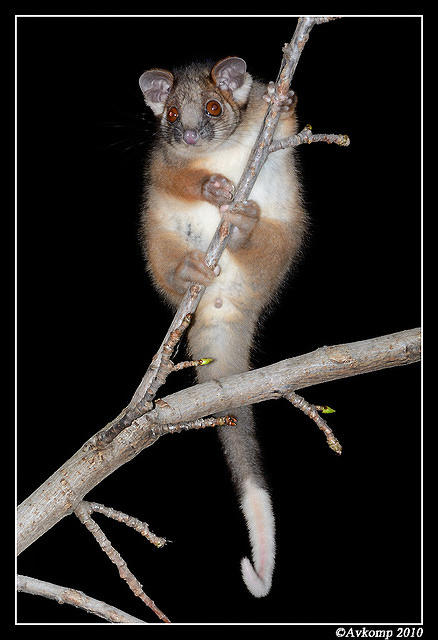 ringtail possum 6384