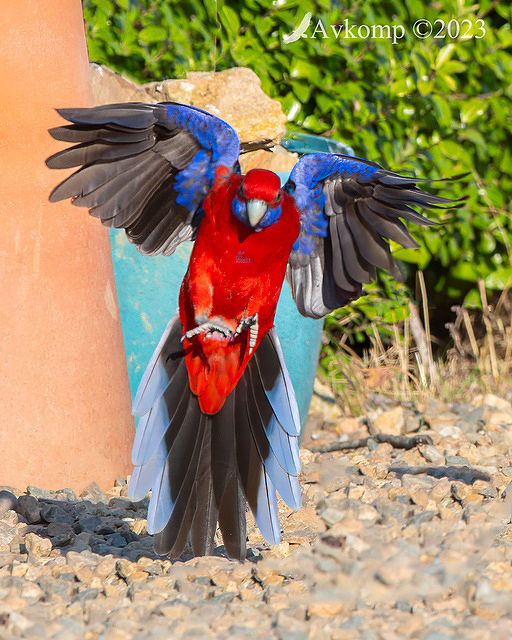 rosella 10436