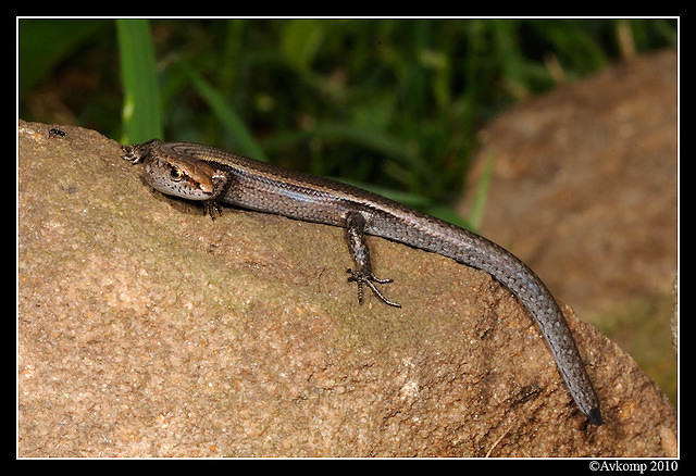 skink 5674