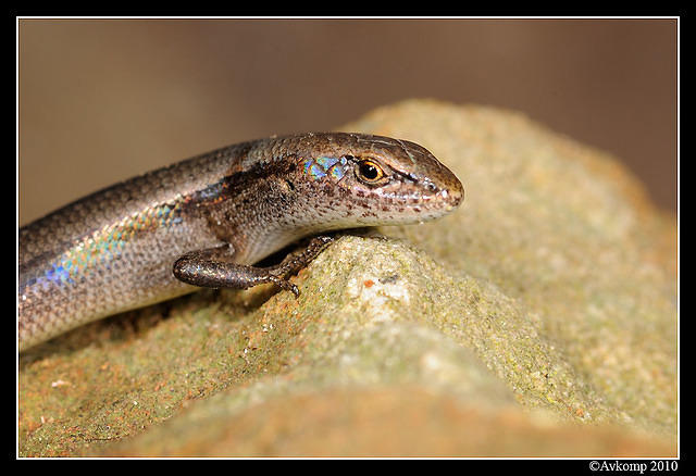 skink 5681