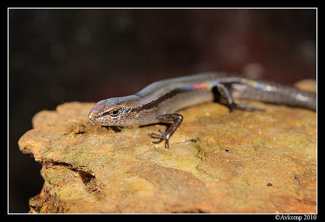 skink 5689