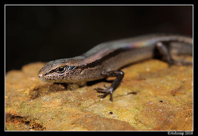 skink 5691