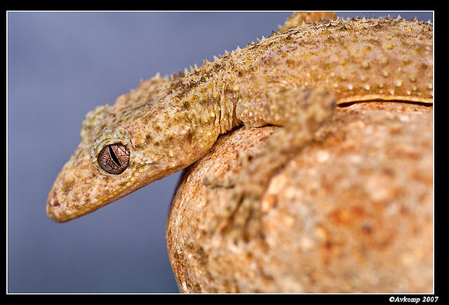 southern leaf tailed gecko 393