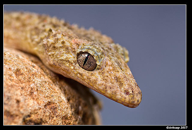 southern leaf tailed gecko 396ss