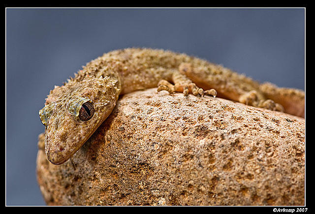 southern leaf tailed gecko 403