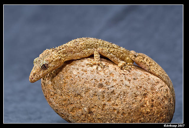 southern leaf tailed gecko 404