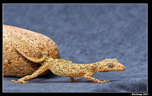 southern leaf tailed gecko 411