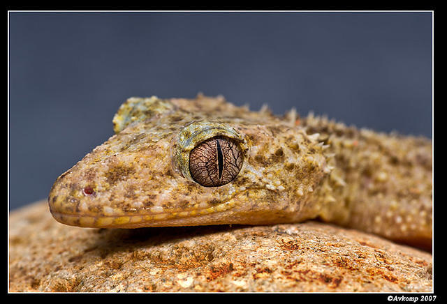 southern leaf tailed gecko 420