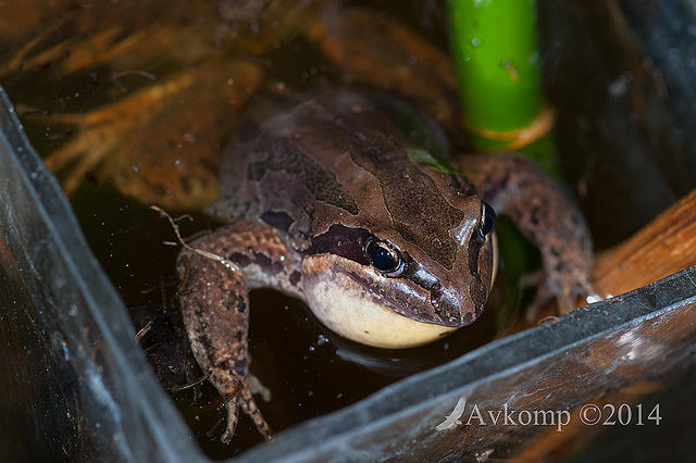 striped marsh frog 10735