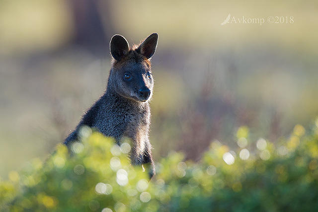 swamp wallaby 0204