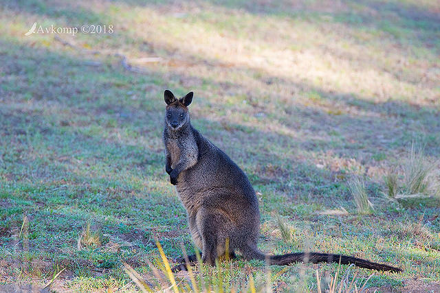 swamp wallaby 0208