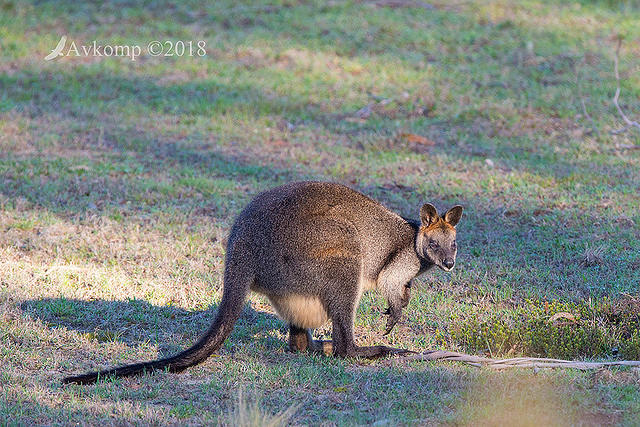 swamp wallaby 0211