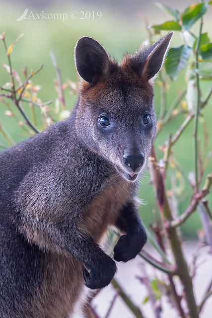 swamp wallaby 1357