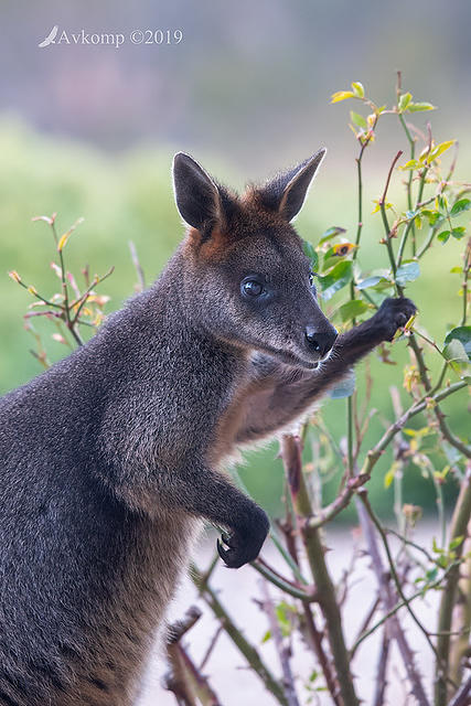 swamp wallaby 1366