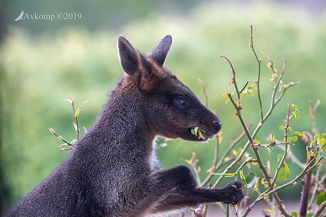 swamp wallaby 1375