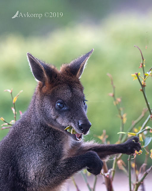 swamp wallaby 1376