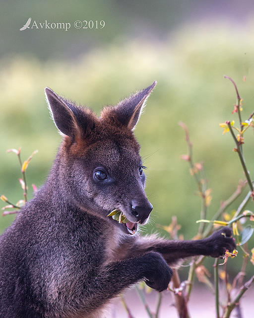 swamp wallaby 1376a