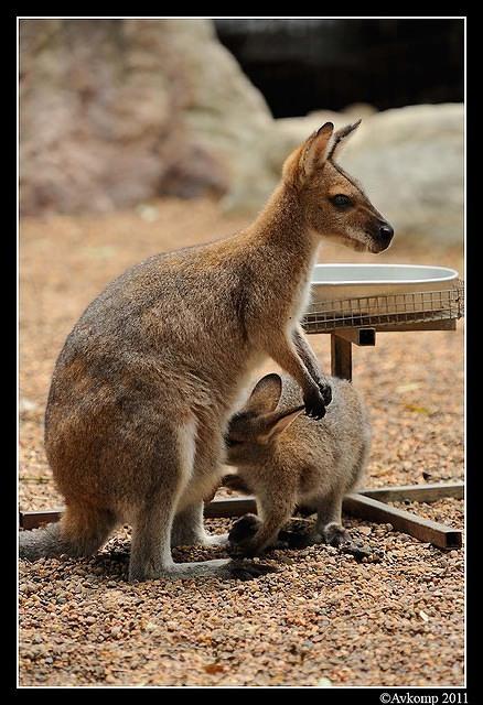 wallaby 0050